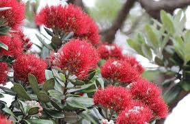 Pohutukawa